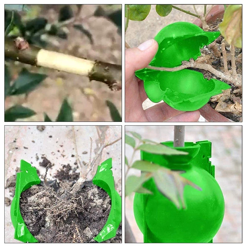 5 Peças de Propagação de Plantas e de Enraizamento de Bola Dispositivo Reutilizável Propagação de Plantas Enxerto de Caixa (S, Verde) Imagem 3